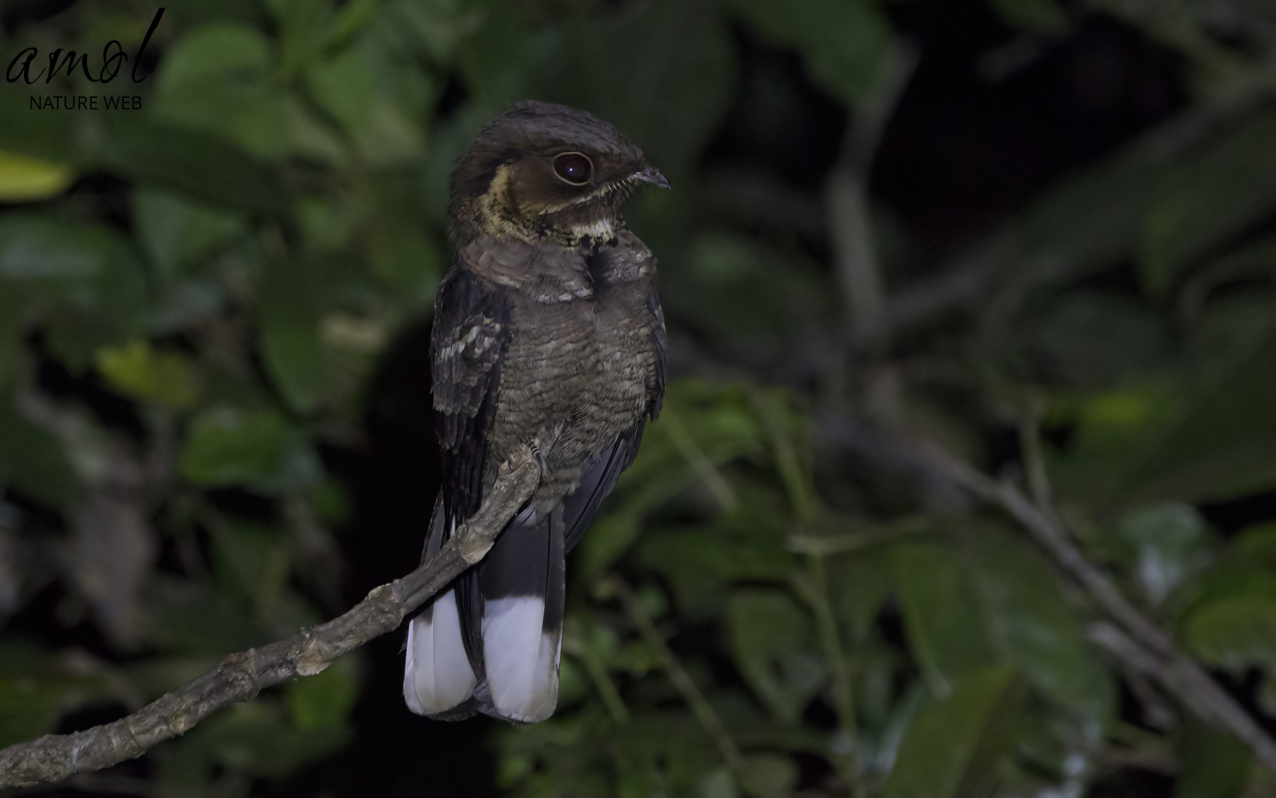 Jerdon's Nightjar